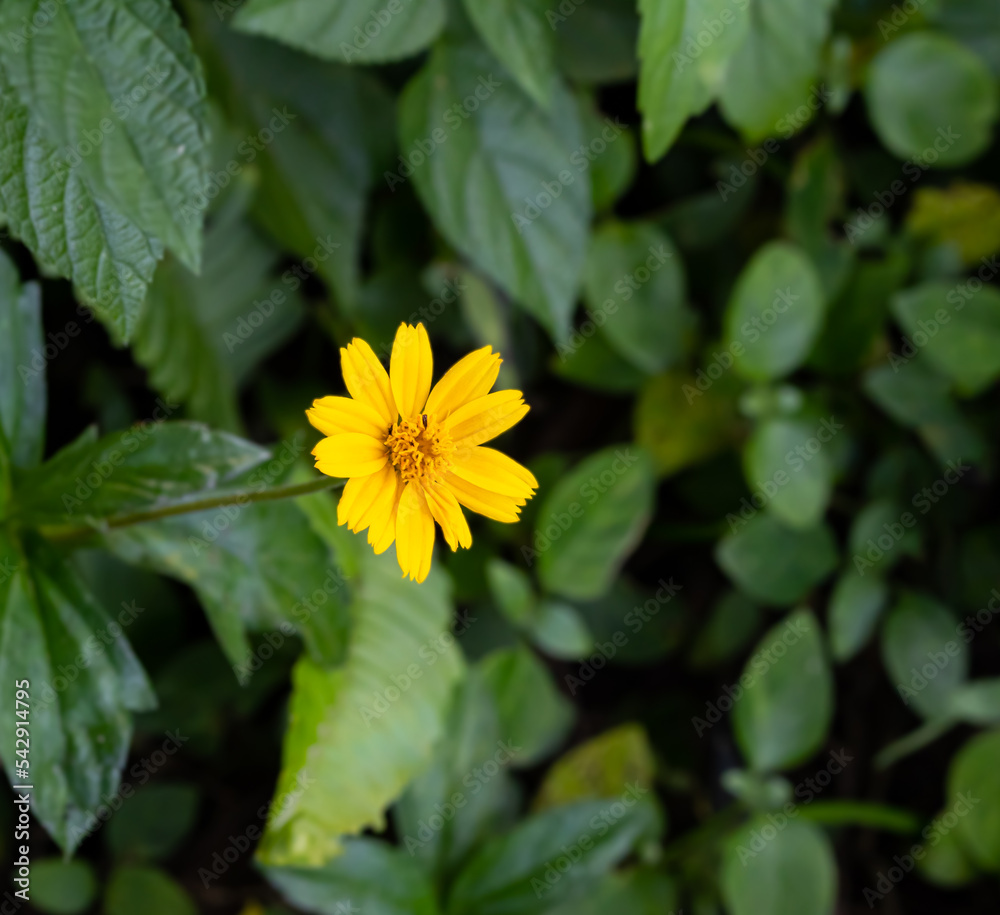 Wedelia trilobata, bright yellow, petals arranged in a jagged edge. There is a pollen in the middle of the flower. Popularly planted to decorate the garden for beauty. Wedelia trilobata, bright yellow, petals arranged in a jagged edge. There is a pollen in the middle of the flower. Popularly planted to decorate the garden for beauty.