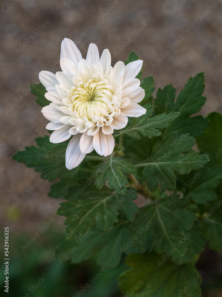 Chrysanthemum Indicum