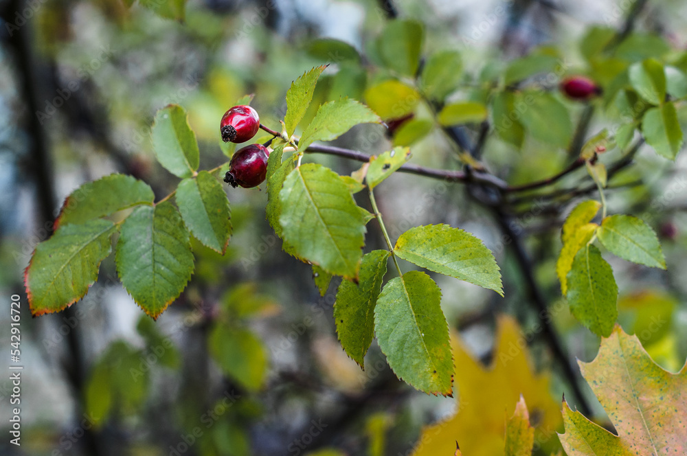 Rosehip berries closeup on background of green leaves. Rosehip berries closeup on background of green leaves.