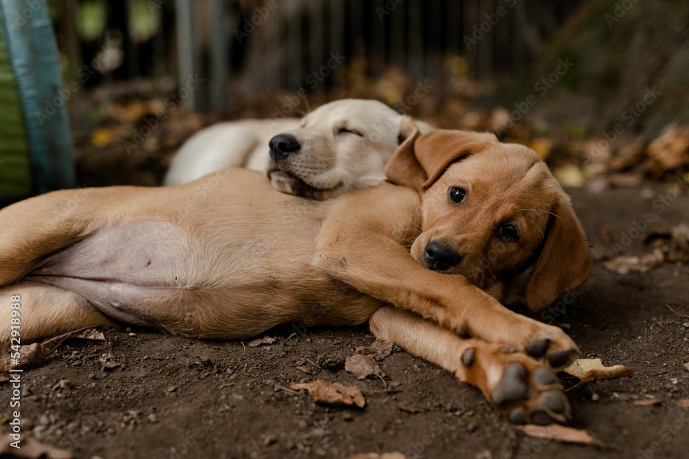 8 Wochen alte Labrador Retriever Welpen aus Arbeitslinien nach dem Spielen 8 Wochen alte Labrador Retriever Welpen aus Arbeitslinien nach dem Spielen
