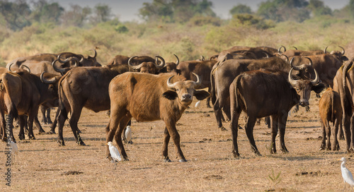 herd of buffaloes © Tim Bharmal