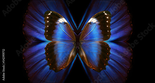 wing magic. bright colorful wings of tropical morpho butterfly. abstract patt...