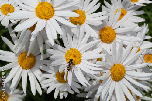 Australian white and yellow daisy chamomile flowers and honey bee