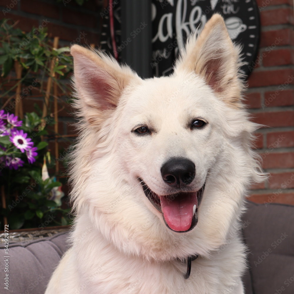 Fototapeta premium White shepherd