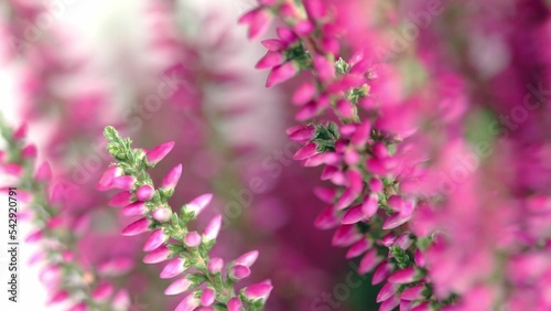 Flowers Calluna vulgaris close-up with soft focus. The flowering plant family Ericaceae - common heather