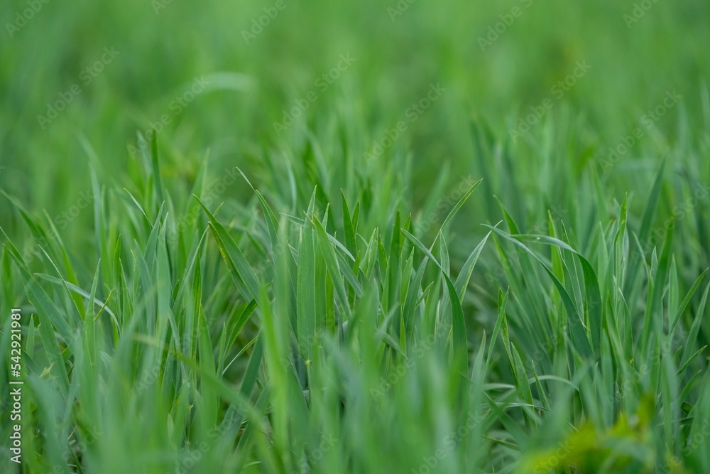 beautiful smooth green summer grass beautiful smooth green summer grass