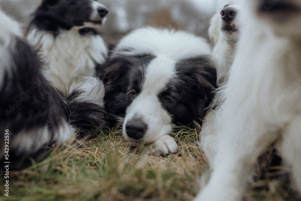 Schlafender Border Collie Rüde draußen im Winter bei einem Fotoshooting in der Natur mit neun Hunden Schlafender Border Collie Rüde draußen im Winter bei einem Fotoshooting in der Natur mit neun Hunden