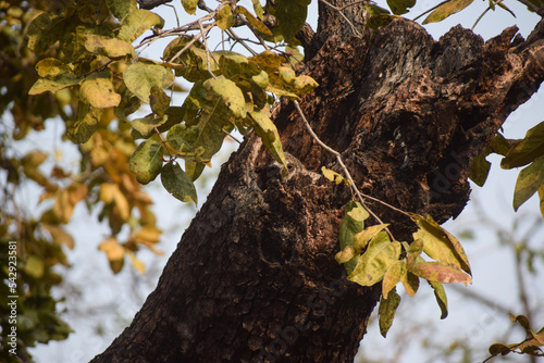Brown fish owl camouflaged on a tree in Tadoba Forest