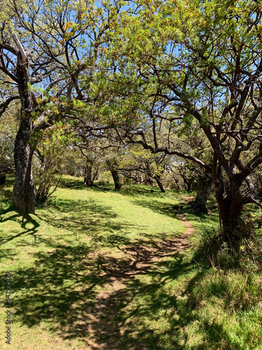 Troncs d'arbres sur le sentier du GRR2, Île de la Réunion