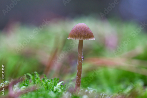 a filigree little mushroom on the forest floor in soft light. Macro shot nature