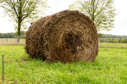 A round bale of hay in a grassy field. There are trees and more fields in the background. South Limburg, The Netherlands.