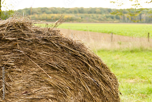 Close-up of the top of a round bale of hay in a grassy field. There are trees and more fields in the background. South Limburg, The Netherlands.