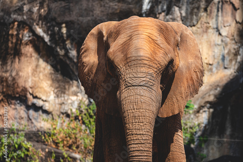 Closeup of senior elephant ...