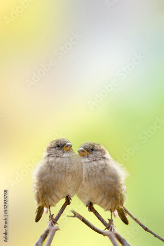 Two young sparrows are sitting on a tree branch on a delicate blurred green background