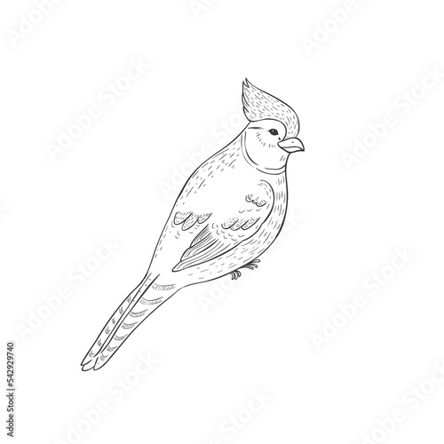 Cardinal Bird on the White Background. Vector Illustration.