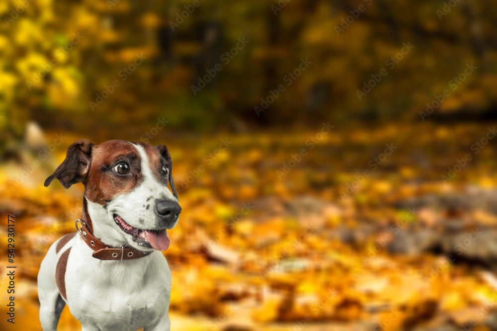 Happy cute pet domestic dog in autumn park Happy cute pet domestic dog in autumn park
