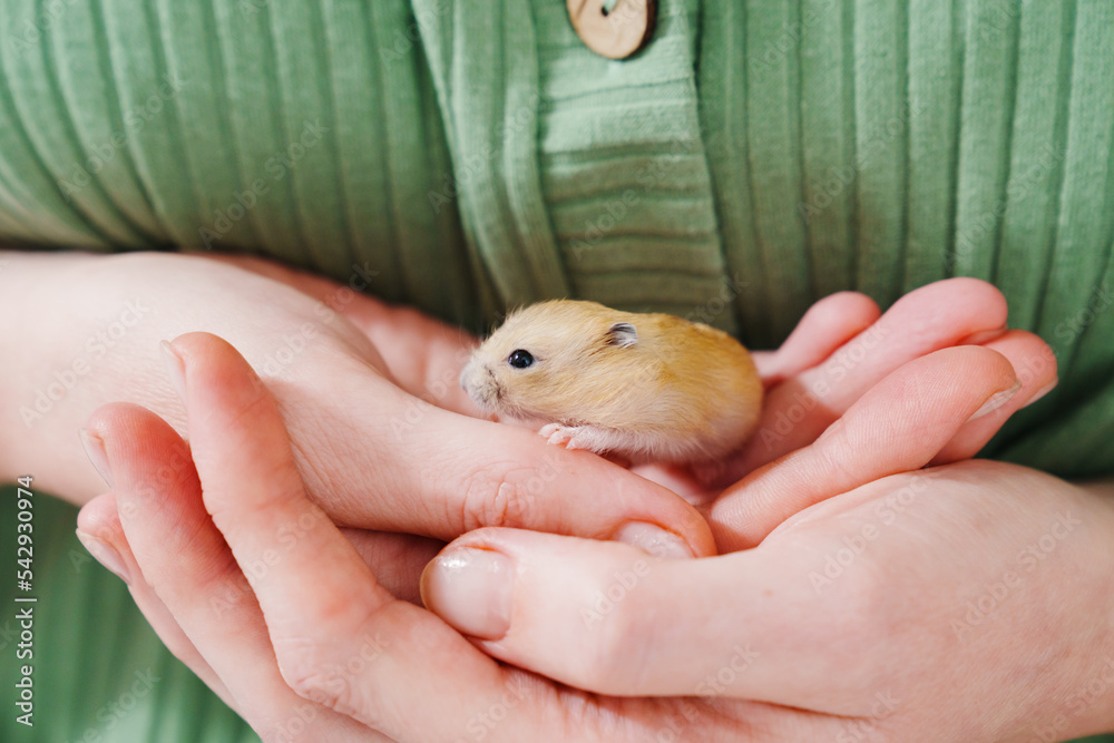 a small and cute red hamster in female hands. taking care of pets. a small and cute red hamster in female hands. taking care of pets.