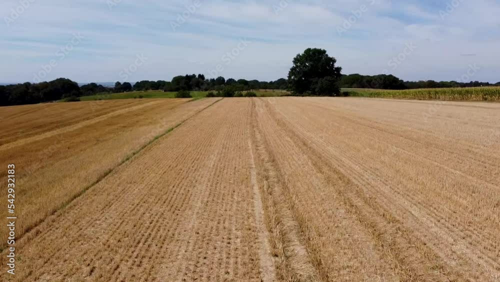 Maisfeld Feld in Leverkusen Schöne Aussicht Lützenkirchen mit Drohne Maisfeld Feld in Leverkusen Schöne Aussicht Lützenkirchen mit Drohne