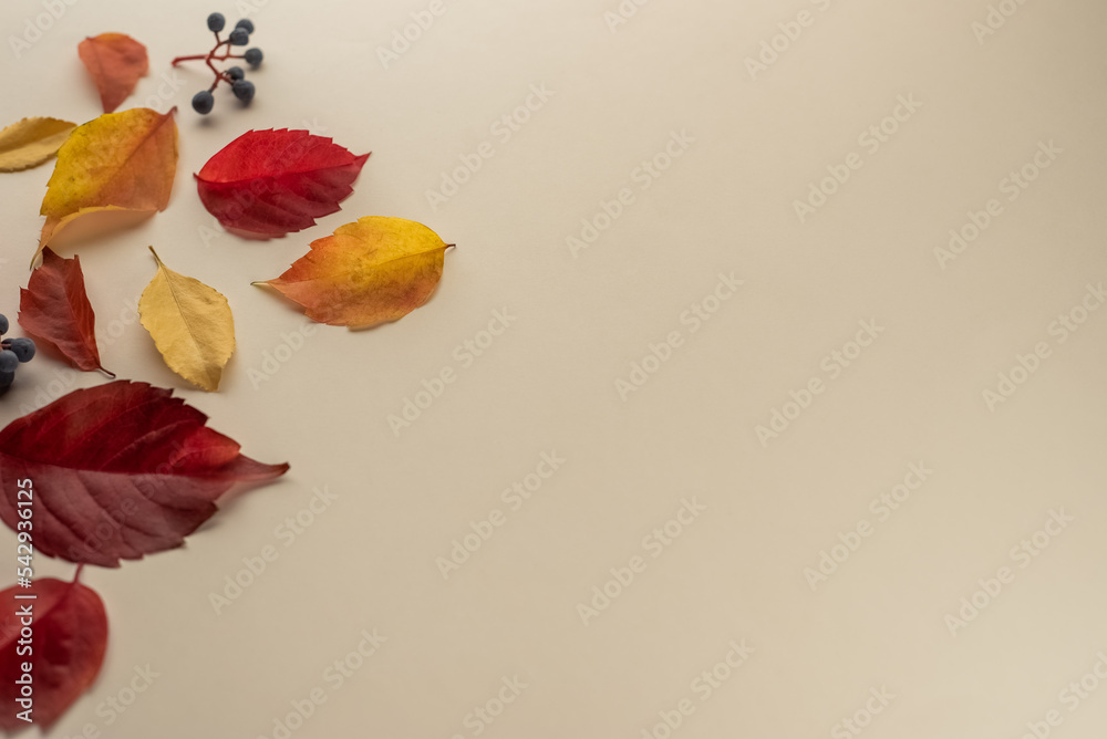 Autumn seasonal background with falling autumn leaves. Top view and copy space for text