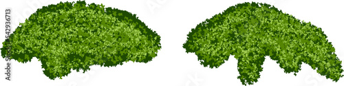 Set of bright green moss bushes or forest lichen with realistic texture isolated on white background. Marsh plants, bog flora. Vector illustration