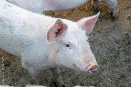 two pigs in a farm