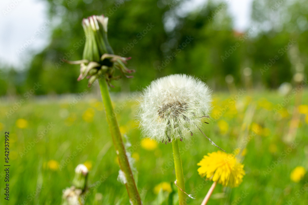 White and yellow dandelion on green meadow at summer White and yellow dandelion on green meadow at summer