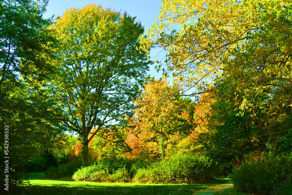 Fototapeta premium Autumn landscape. Pathway through the autumn park.