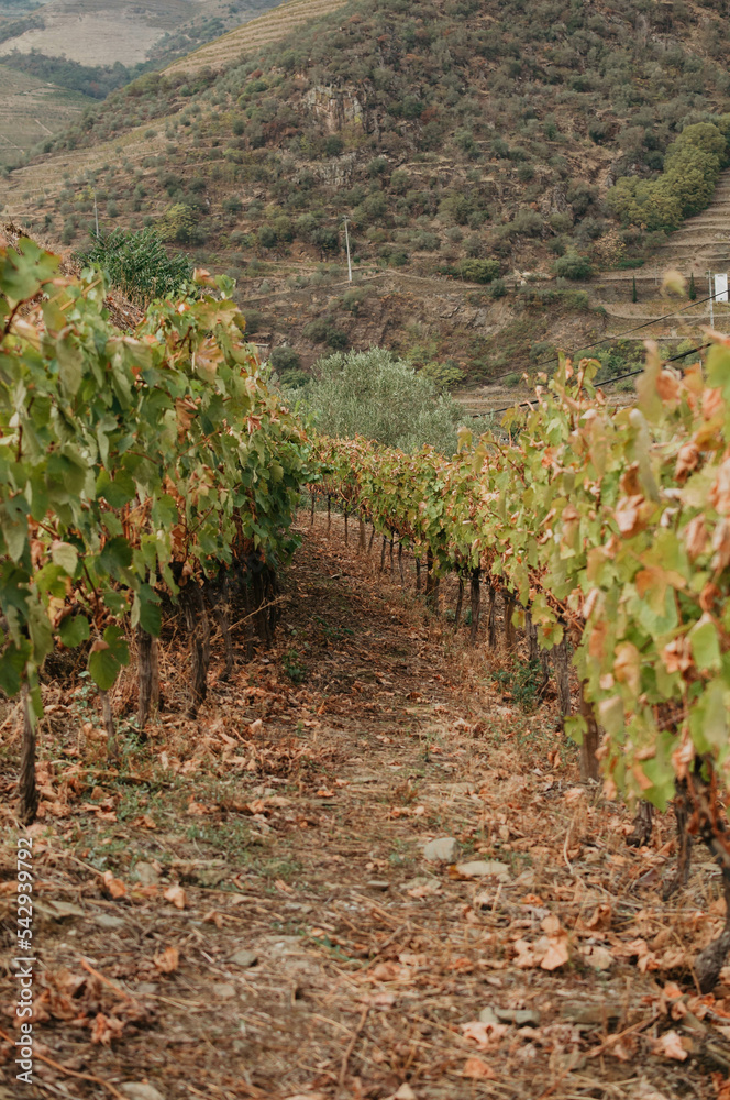 Vineyard on autumn time. Portugal