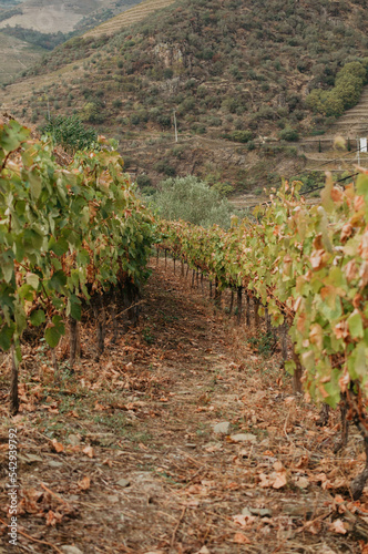 Vineyard on autumn time. Portugal photo