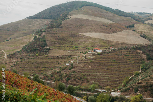 Vineyard on autumn time. Portugal photo