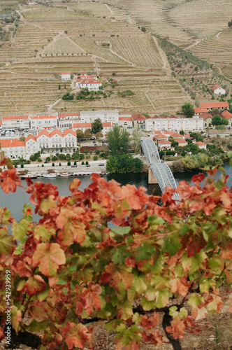 autumn in the vineyard, Portugal, Douro Valley photo