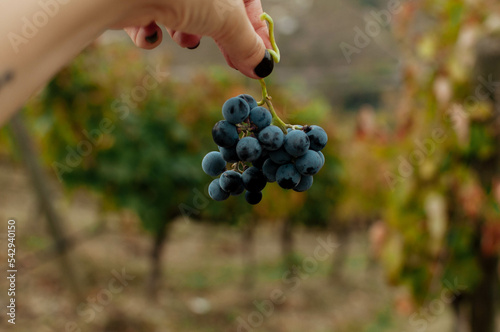 bunch of grapes on the hand photo