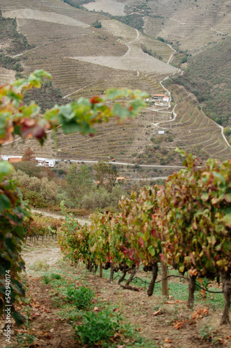 Vineyard on autumn time. Portugal photo