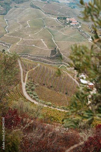 Vineyard on autumn time. Portugal photo