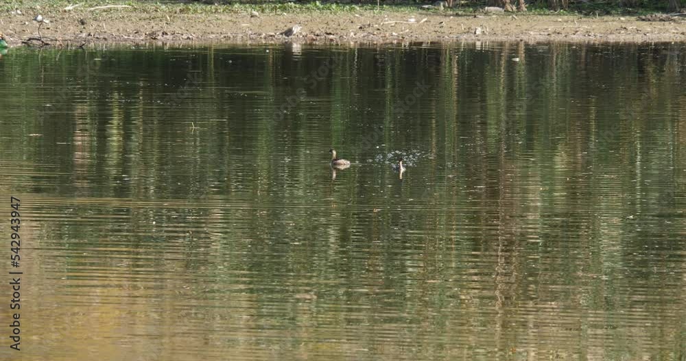 Two water hens swim in a pond in wild nature. HQ 4K DCI video. Two water hens swim in a pond in wild nature. HQ 4K DCI video.