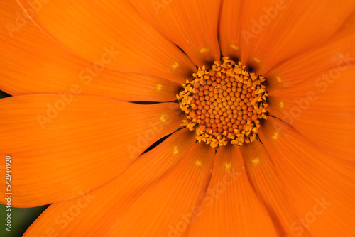 Beautiful flower close-up macro, Pot Morigold Calendula photo