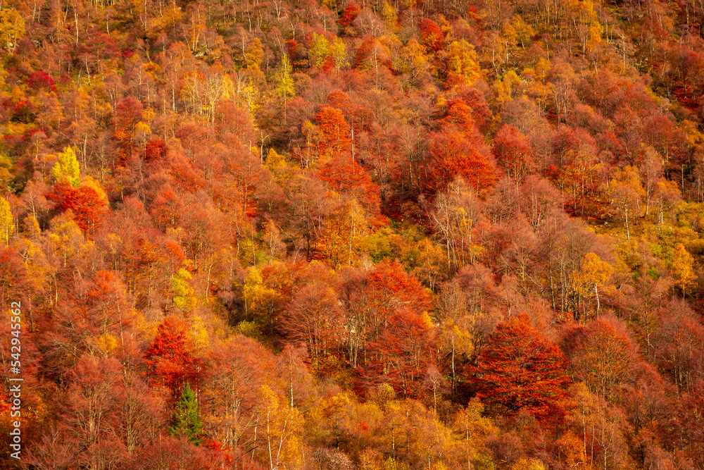 Beautiful autumnal foliage with red leaves on a mountain wood in Biella, Piedmont, Italy Beautiful autumnal foliage with red leaves on a mountain wood in Biella, Piedmont, Italy