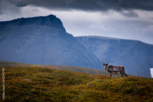 Wild reindeer in the tundra of Norway with mountains on the  background © Stefano Zaccaria