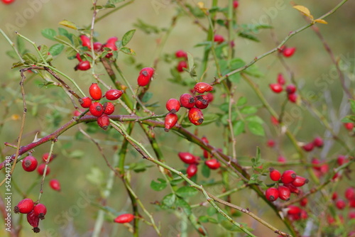 Cynorrhodon (Rosa canina). Branches and rose hips