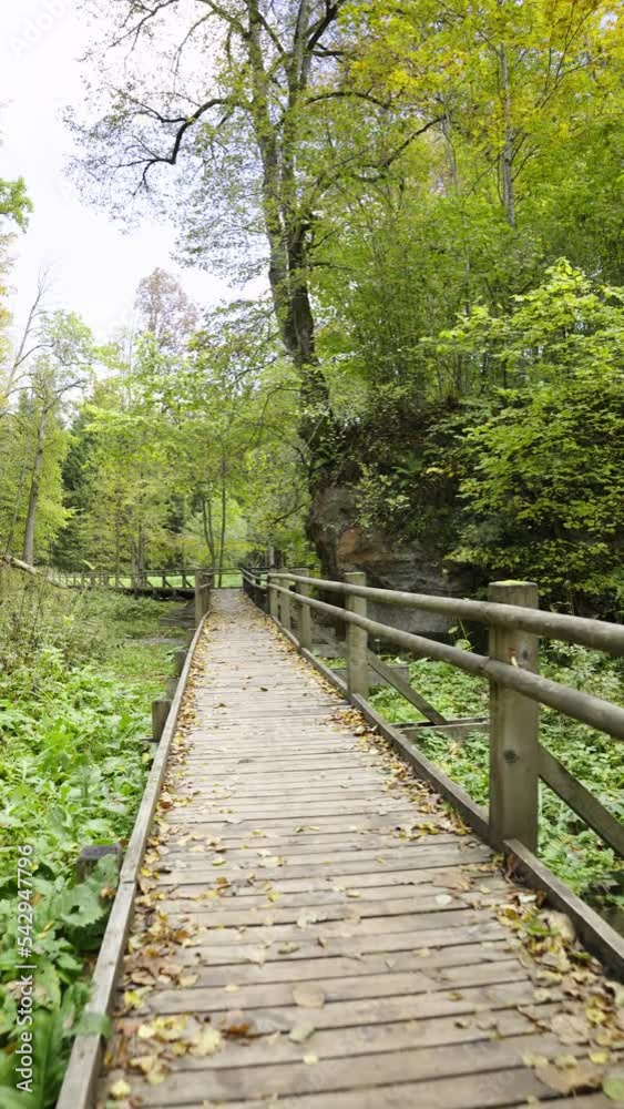 Autumn walk along the trail in the Gauja National Park. Yellow leaves on trees and grass. Hiking trails for active walks. Sigulda, Latvia. Vertical video Autumn walk along the trail in the Gauja National Park. Yellow leaves on trees and grass. Hiking trails for active walks. Sigulda, Latvia. Vertical video