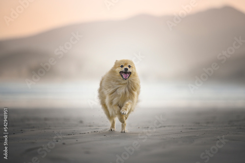 Cute dog happy running on the beach sunset