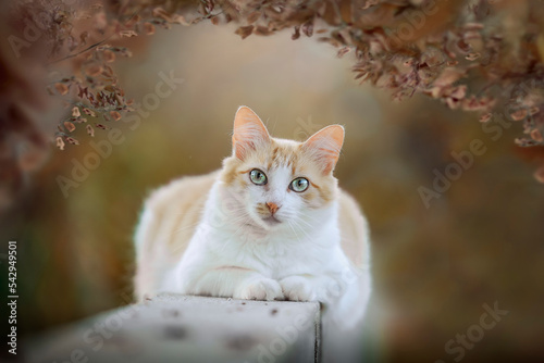 Photography Cute autumn cat portrait in nature