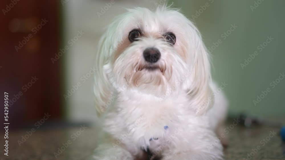 Portrait of a white maltese shih tzu dog looking at the camera. Portrait of a white maltese shih tzu dog looking at the camera.