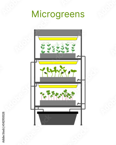 City farm for growing microgreens, baby greens, lettuce. Vector illustration in flat style. Hydroponic fresh vegetables, commercial agriculture.