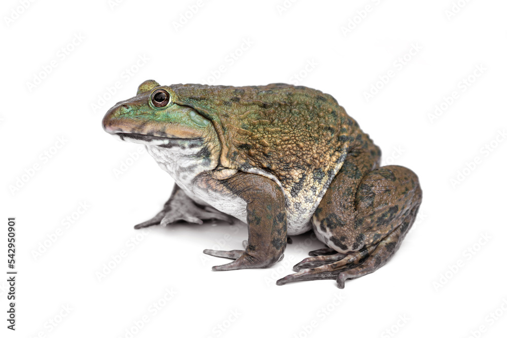 Chinese edible frog, East, Asian, bullfrog, Taiwanese, frog, (Hoplobatrachus rugulosus). isolated on white background. Chinese edible frog, East, Asian, bullfrog, Taiwanese, frog, (Hoplobatrachus rugulosus). isolated on white background.