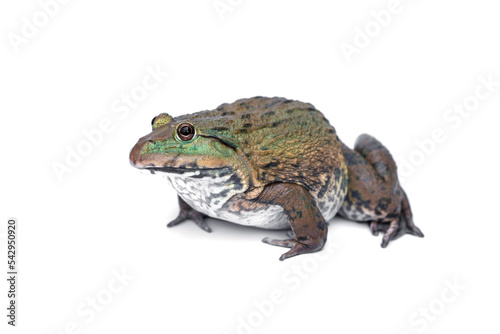 Chinese edible frog, East, Asian, bullfrog, Taiwanese, frog, (Hoplobatrachus rugulosus). isolated on white background.