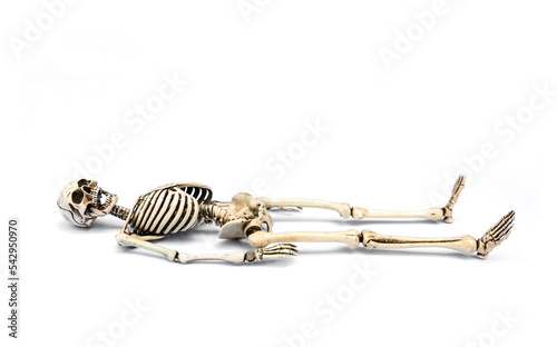 Human skeleton lying down. death concept. isolated on white background.