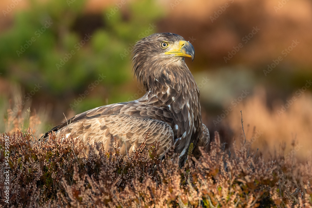 Eagle in the bog at fall Eagle in the bog at fall