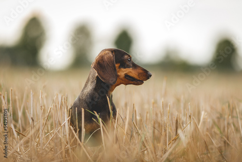 Miniatur Dackelhündin am Feld, seitliches Portrait bei der Arbeit photo