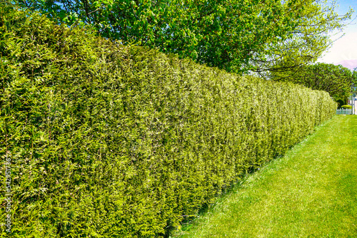Long gree hedgerow along a street in front of residential house